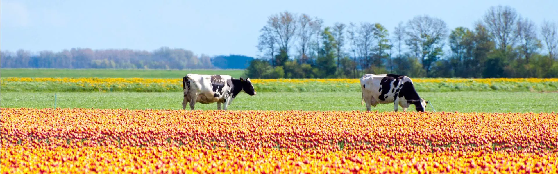 Genieten op een vakantiepark in Biddinghuizen