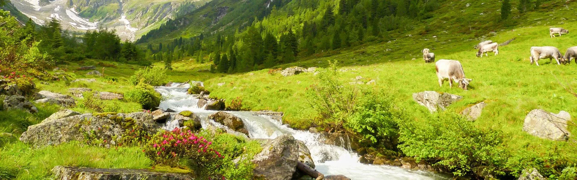 Genieten op een vakantiepark in Vorarlberg