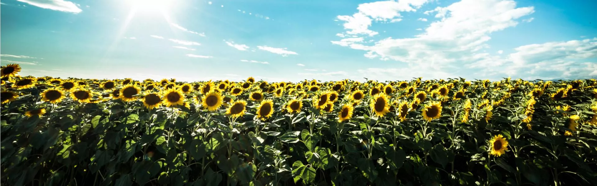 Genieten op een vakantiepark in Friuli-Venezia Giulia