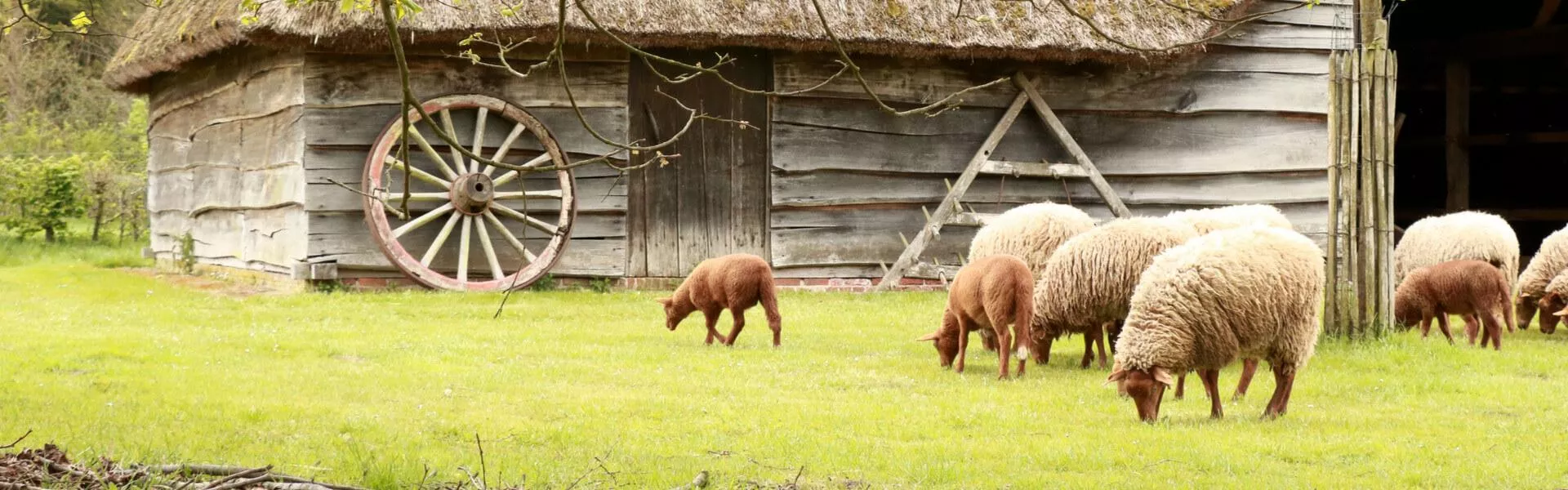 Genieten op een vakantiepark in Belgisch Limburg