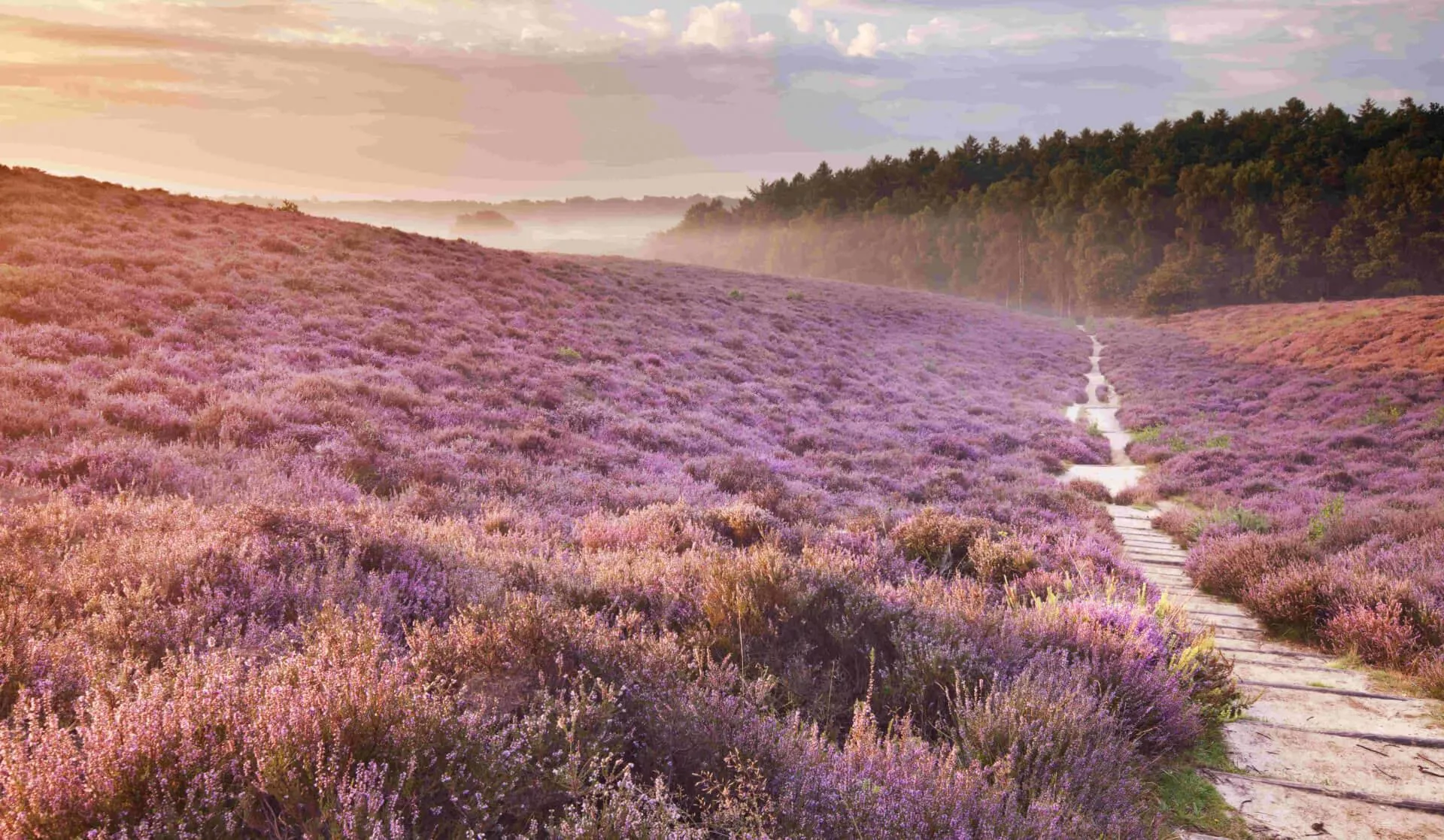 De vijf mooiste vakantieparken op de Veluwe