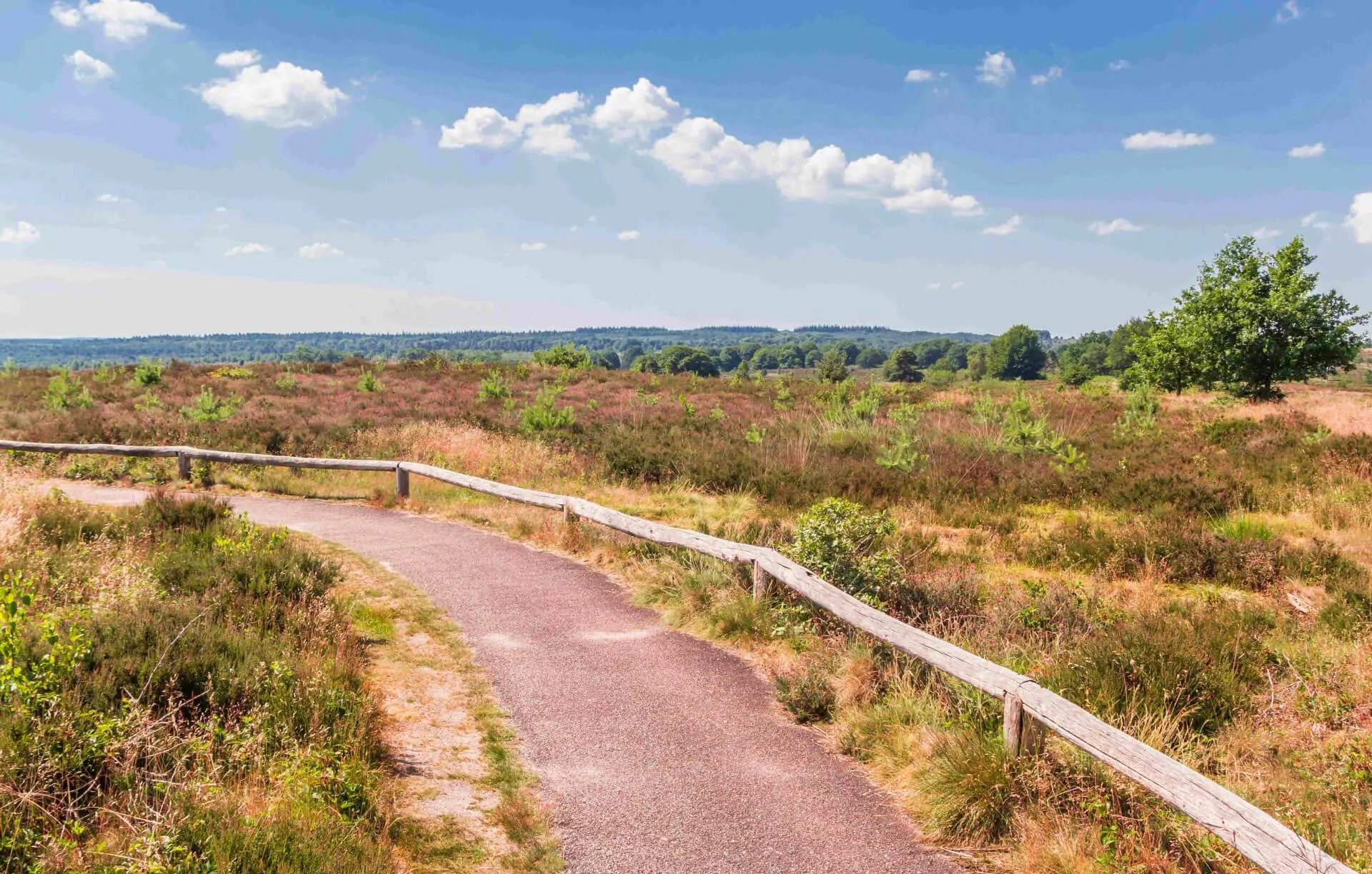 Op zoek naar natuur: zeven vakantieparken dichtbij de mooiste Nederlandse natuurgebieden