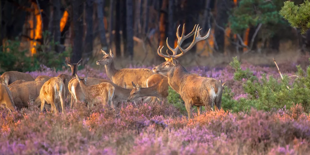 De 5 mooiste wandelroutes in Gelderland